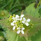 Cesnačka lekárska /Alliaria petiolata