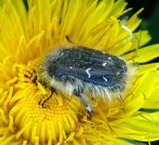 Chlpáčik obyčajný /Tropinota hirta