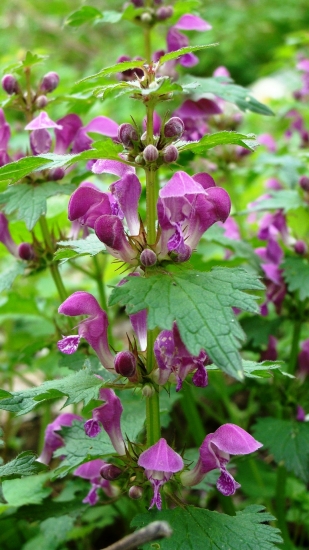 hluchavka v plnom kvete