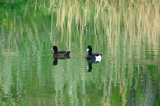 chochlačka vrkočatá