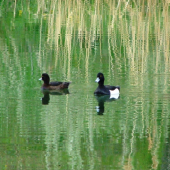 chochlačka vrkočatá