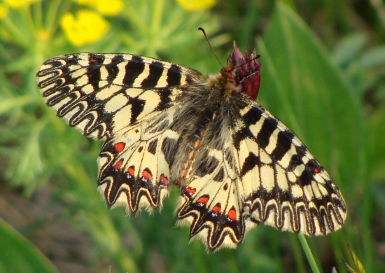 Pestroň vlkovcový /Zerynthia polyxena