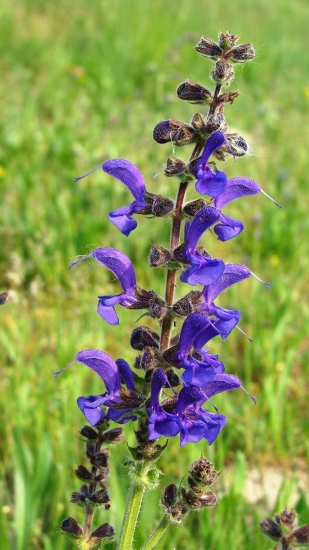 Šalvia lúčna /Salvia pratensis