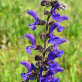 Šalvia lúčna /Salvia pratensis
