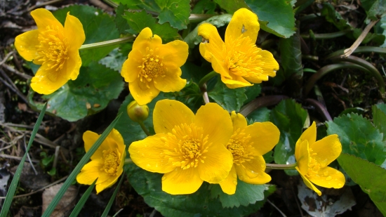 Záružlie močiarne