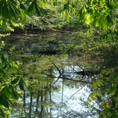 zátišie pre vodné vtáctvo...