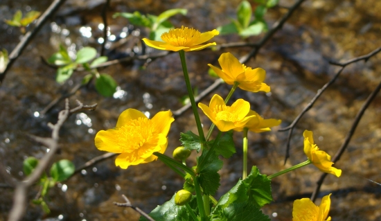 popri potôčiku v lúčoch slnka...