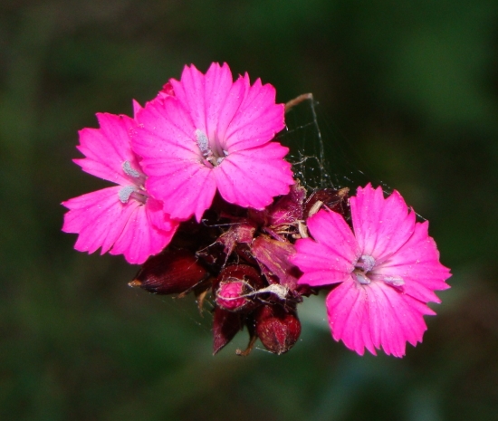 Klinček kartuziánsky /Dianthus carthusianorum