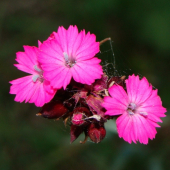 Klinček kartuziánsky /Dianthus carthusianorum