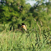 Pŕhľaviar  čiernohlavý /Saxicola torquata