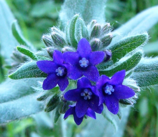 Smohla lekárska /Anchusa officinalis