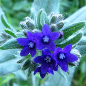 Smohla lekárska /Anchusa officinalis