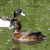 chochlačka vrkočatá...