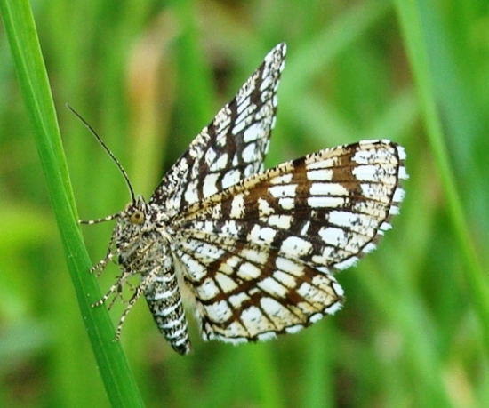 Listnatka ďatelinová /Chiasmia clathrata L.