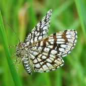 Listnatka ďatelinová /Chiasmia clathrata L.