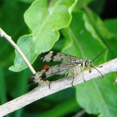 Srpica /Panorpa vulgaris