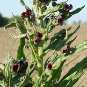 Psojazyk lekársky /Cynoglossum officinale L.