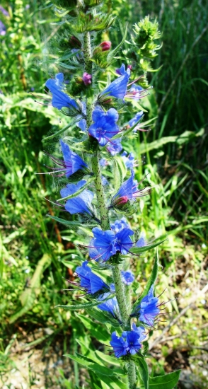 Hadinec obyčajný /Echium vulgare