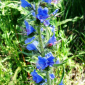 Hadinec obyčajný /Echium vulgare