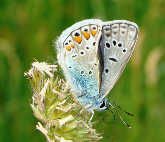 Modráčik obyčajný /Polyommatus icaris