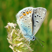 Modráčik obyčajný /Polyommatus icaris