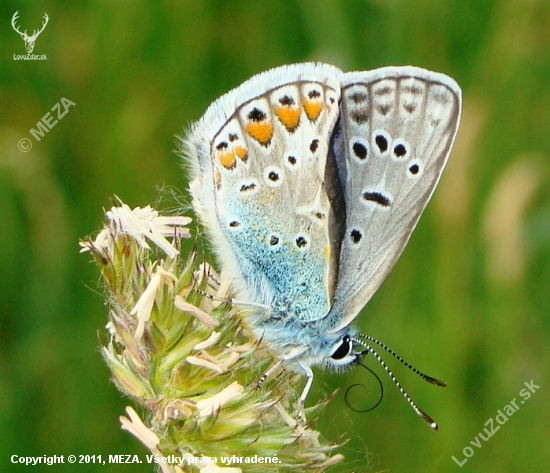 Modráčik obyčajný /Polyommatus icaris