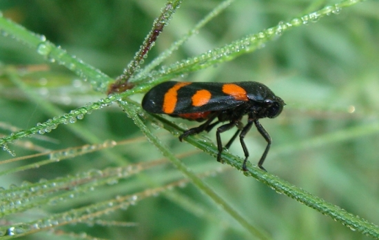 za rána, za rosy...