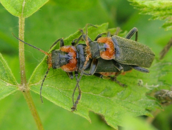 spolužitie snehulčíkov...