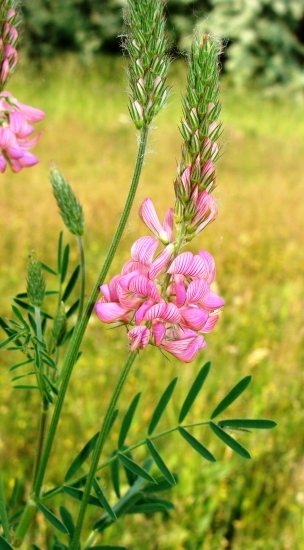 Vičenec vikolistý /Onobrychis viciifolia