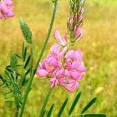 Vičenec vikolistý /Onobrychis viciifolia