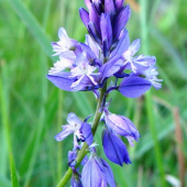 Horčinka obyčajná /Polygala vulgaris L.