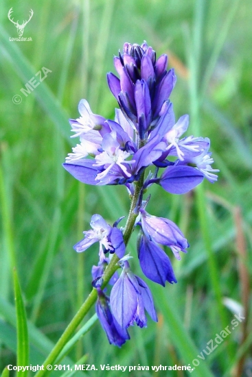 Horčinka obyčajná /Polygala vulgaris L.