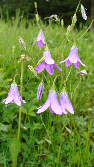 lúčne zvončeky...