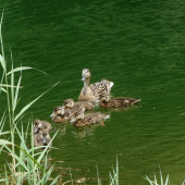 starostlivá mama s kačičkami