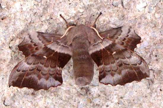 Lišaj topoľový /Laothoe populi