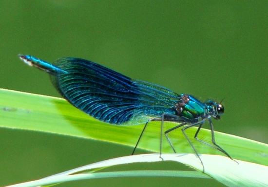 Hadovka lesklá /Calopteryx splendens