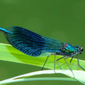 Hadovka lesklá /Calopteryx splendens