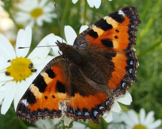 Babôčka pŕhľavová /Aglais urticae