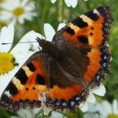 Babôčka pŕhľavová /Aglais urticae