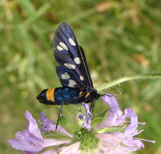 Bieloškvrnáč púpavcový