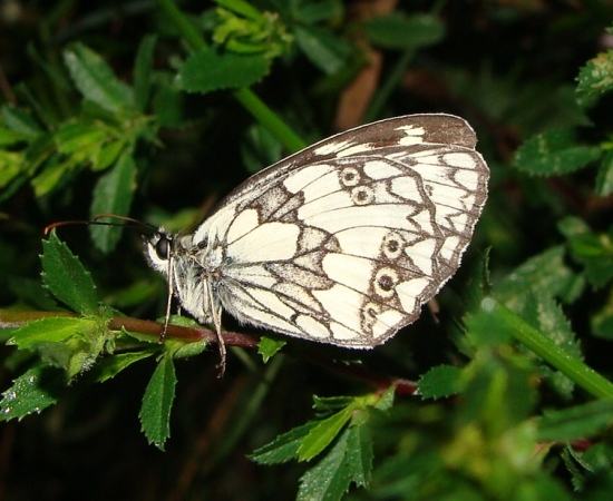 očkáň timotejkový