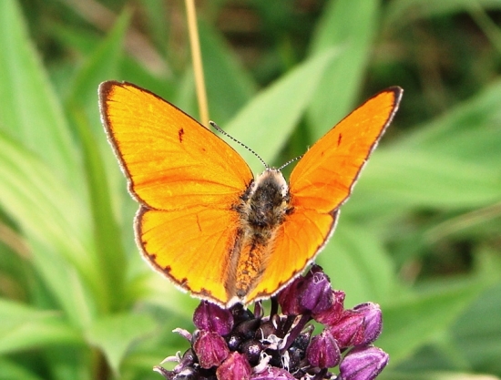 Ohniváčik zlatobyľový /Lycaena virgaureae