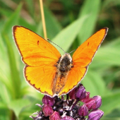 Ohniváčik zlatobyľový /Lycaena virgaureae