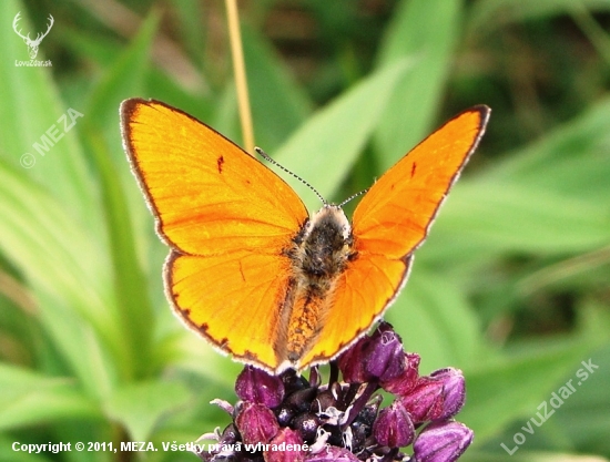 Ohniváčik zlatobyľový /Lycaena virgaureae