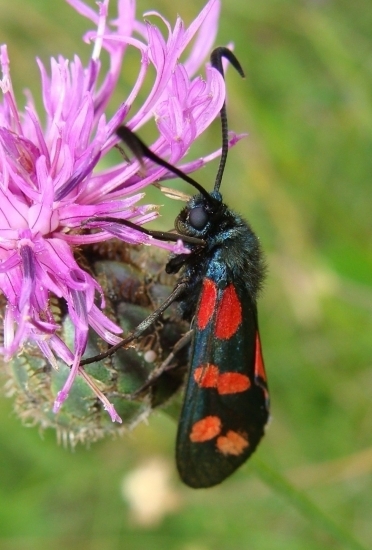 Vretienka obyčajná /Zygaena filipendulae