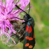 Vretienka obyčajná /Zygaena filipendulae