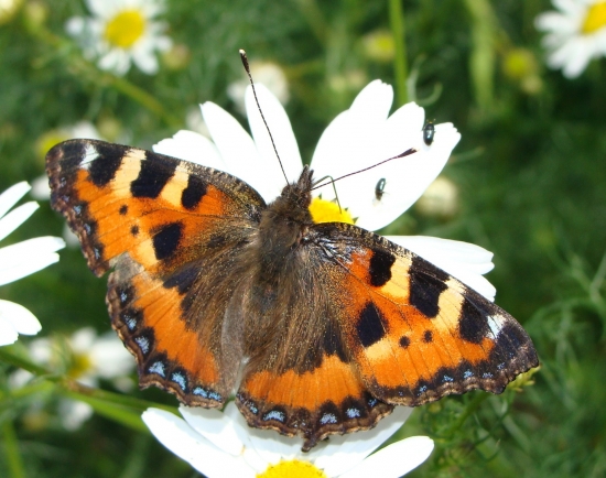 Babôčka pŕhľavová /Aglais urticae