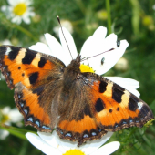 Babôčka pŕhľavová /Aglais urticae