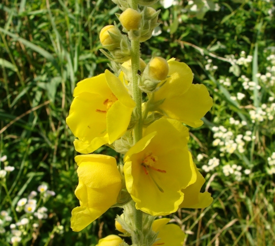 divozel veľkokvetý