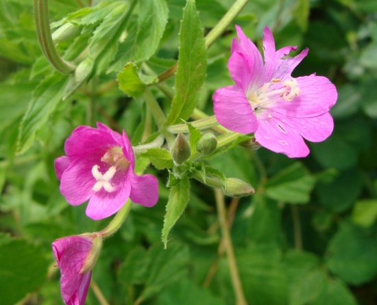 Vŕbovka chlpatá /Epilobium hirsutum